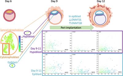 X Chromosome Inactivation Timing is Not eXACT: Implications for Autism Spectrum Disorders